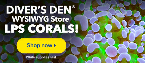 Diver's Den WYSIWYG Store LPS Coral