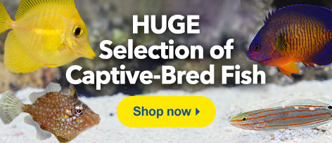 Captive Bred Fish
