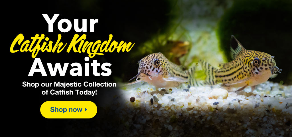 Catfish Kingdom