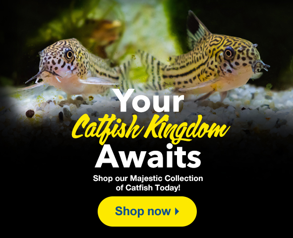 Catfish Kingdom