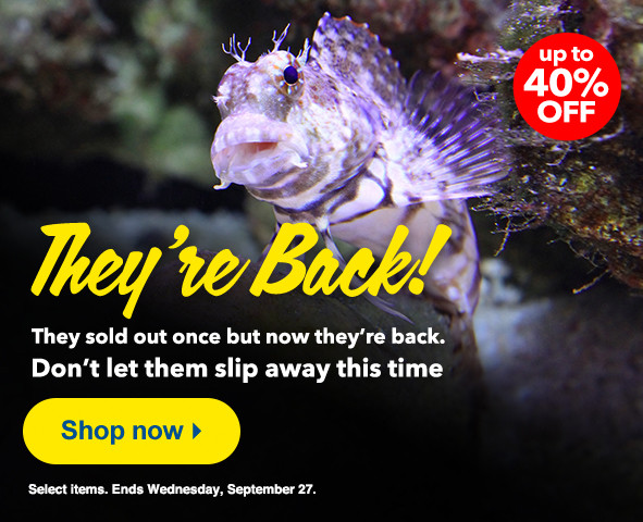 Back in Stock Sale