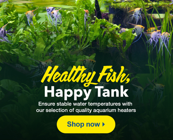 Quality Heaters for Your Aquarium