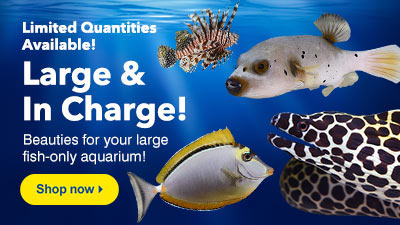 Quality Aquarium Fish, & Equipment