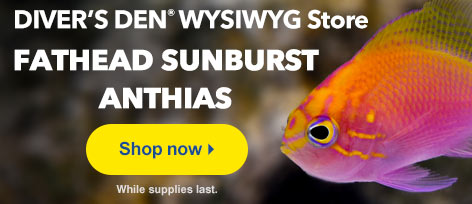 Fathead Sunburst Anthias