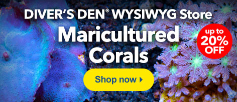 Diver's Den WYSIWYG Store Maricultured Corals