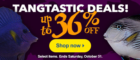 Tang Sale
