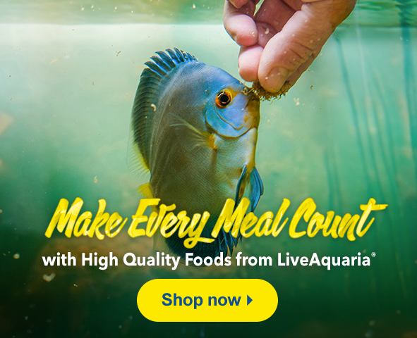 Pamper your pets with exclusive offers on High Quality Food!