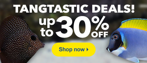 Tangtastic Deals