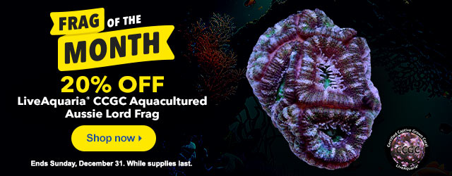 December Frag of the Month