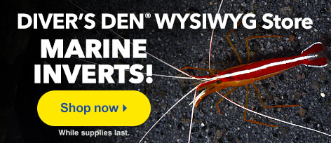 Marine Inverts