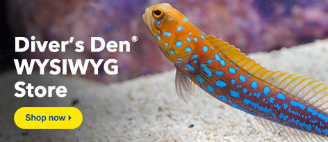 Diver's Den WYSIWYG Store