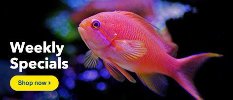 ontwerper praktijk stijl LiveAquaria | Quality Aquarium Fish, Supplies & Equipment