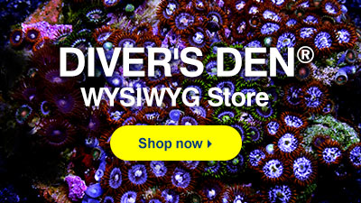 liveaquaria quality aquarium fish