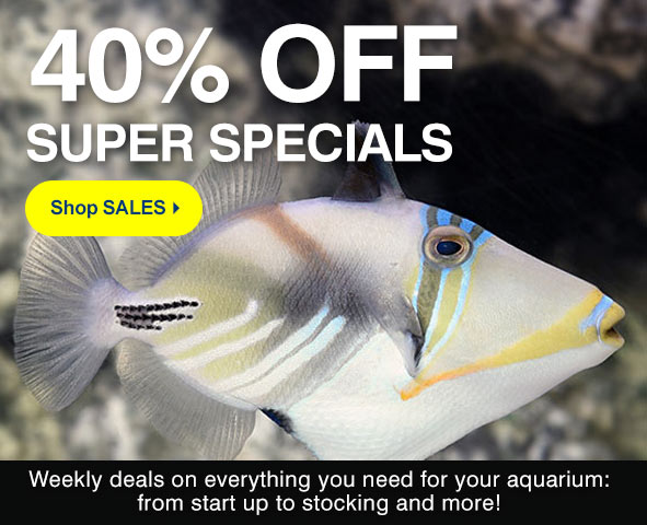 liveaquaria quality aquarium fish