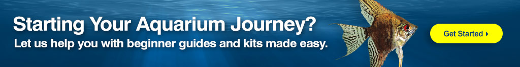 New to LiveAquaria. See our special section for beginners