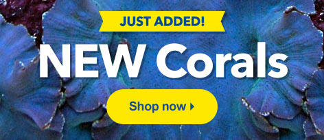 New SPS, LPS, and Soft Corals Available at LiveAquaria®