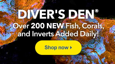 Exclusive Aquatic Life at LiveAquaria® Diver's Den® WYSIWYG Store