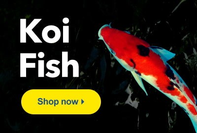 Shop LiveAquaria for High Quality Pond Koi Fish Shipped Directly to Your Door