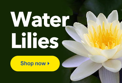 Beautiful Hardy and Tropical Water Lilies for Your Pond or Water Garden Available at LiveAquaria