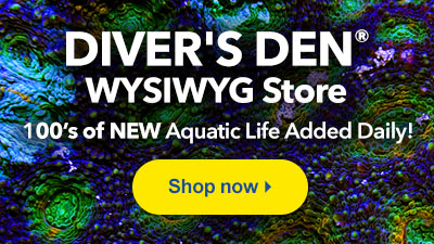Shop LiveAquaria Diver's Den WYSIWYG Store for 100's of One-of-a-Kind Aquatic Life added Daily