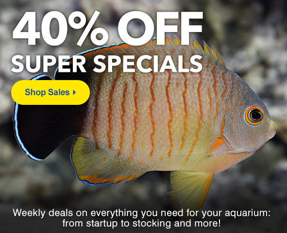 Shop LiveAquaria Sale and Clearance Category for the Best Deals on Quality Aquatic Life and Aquarium Supplies.