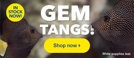 Gem Tangs (Zebrasoma gemmatum) in stock now at LiveAquaria