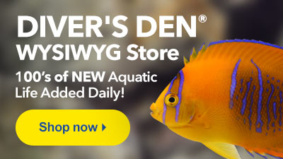 Shop LiveAquaria Diver's Den WYSIWYG Store for 100's of One-of-a-Kind Aquatic Life added Daily