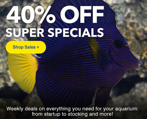 Shop LiveAquaria Sale and Clearance Category for the Best Deals on Quality Aquatic Life and Aquarium Supplies.