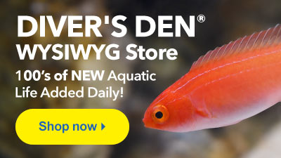 Shop LiveAquaria Diver's Den WYSIWYG Store for 100's of One-of-a-Kind Aquatic Life added Daily