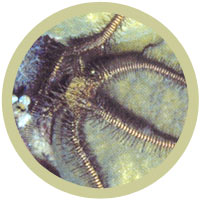 Brittle Sea Star Brittle Sea Star