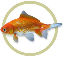Wakin Goldfish Wakin Goldfish