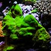 Mother Coral