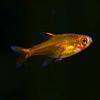 Ember Tetra