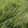 Ribbon Grass