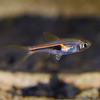 Lambchop Rasbora