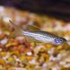 Leopard Longfin Danio