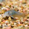 Green Aeneus Cory Catfish