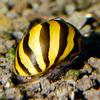 Nerite Snail