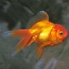 Red Oranda Goldfish