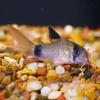 Panda Cory Catfish