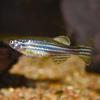 Zebra Danio