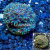 Blue Sympodium