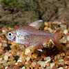 Candy Cane Tetra