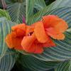 Var. Canna-orange