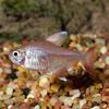 Candy Cane Tetra