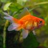 Mixed Fantail Goldfish