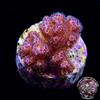 Pink Peony Pocillopora Coral