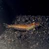 Japonica Amano Shrimp