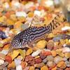 Sterba Cory Catfish