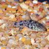 Peppered Cory Catfish